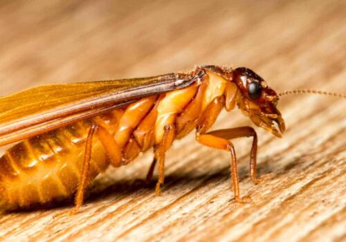 Preparing Your Home Against Winged Termites Before the Rainy Season in Reston