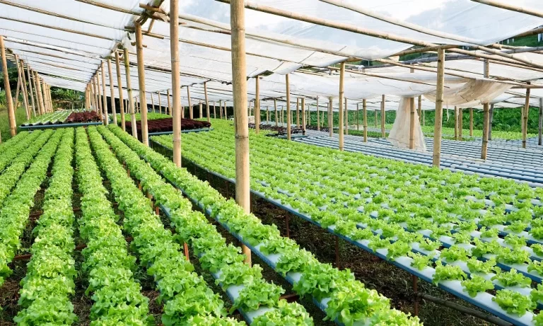 Shade Netting: How to Use it to Protect Crops From Birds?